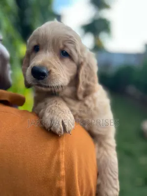 1-3 months Male Purebred Golden Retriever