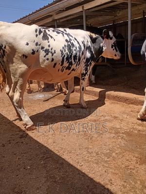 Perdigree 8 Months Incalf Heifer - thumbnail 2