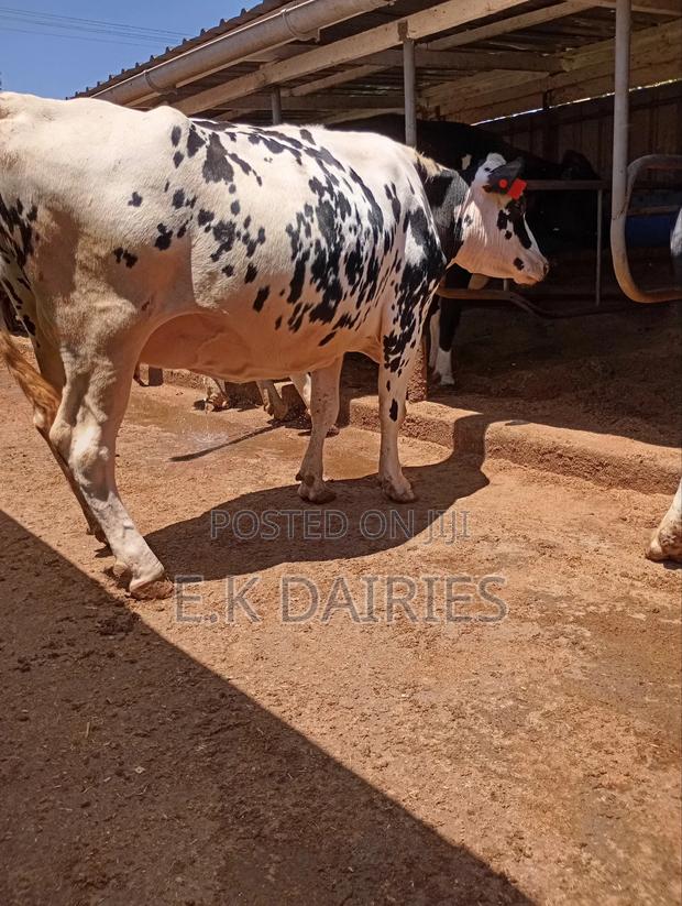 Perdigree 8 Months Incalf Heifer - thumbnail 3