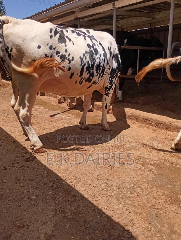 Perdigree 8 Months Incalf Heifer - thumbnail 4