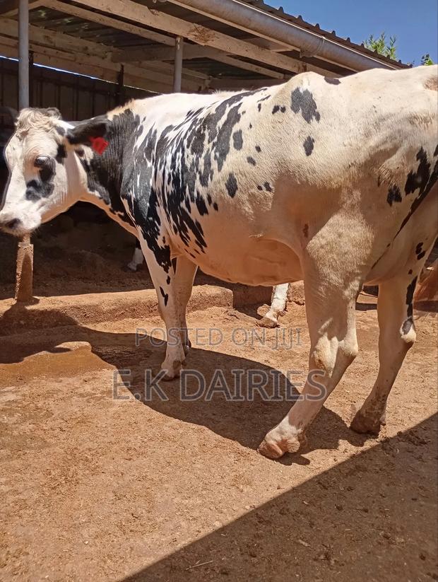 Perdigree 8 Months Incalf Heifer - thumbnail 5