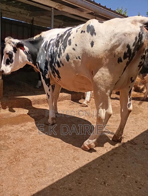 Perdigree 8 Months Incalf Heifer - thumbnail 6