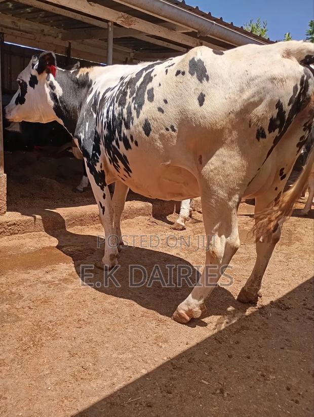 Perdigree 8 Months Incalf Heifer - thumbnail 7