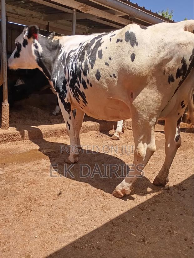 Perdigree 8 Months Incalf Heifer - thumbnail 8