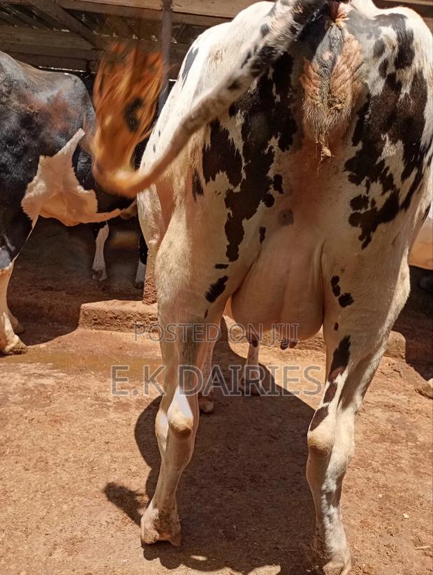 Perdigree 8 Months Incalf Heifer - thumbnail 9