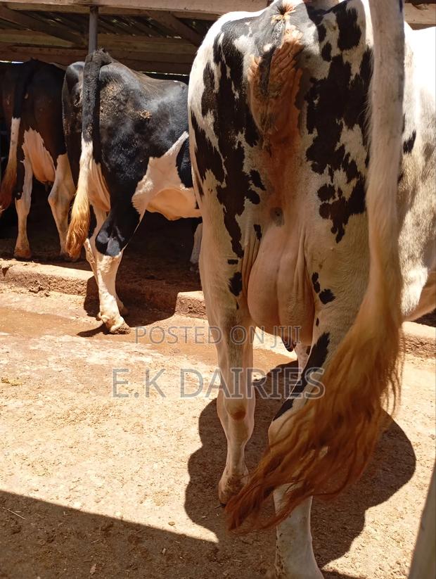 Perdigree 8 Months Incalf Heifer - thumbnail 10