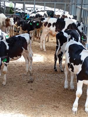 Perdigree Calves - thumbnail 2