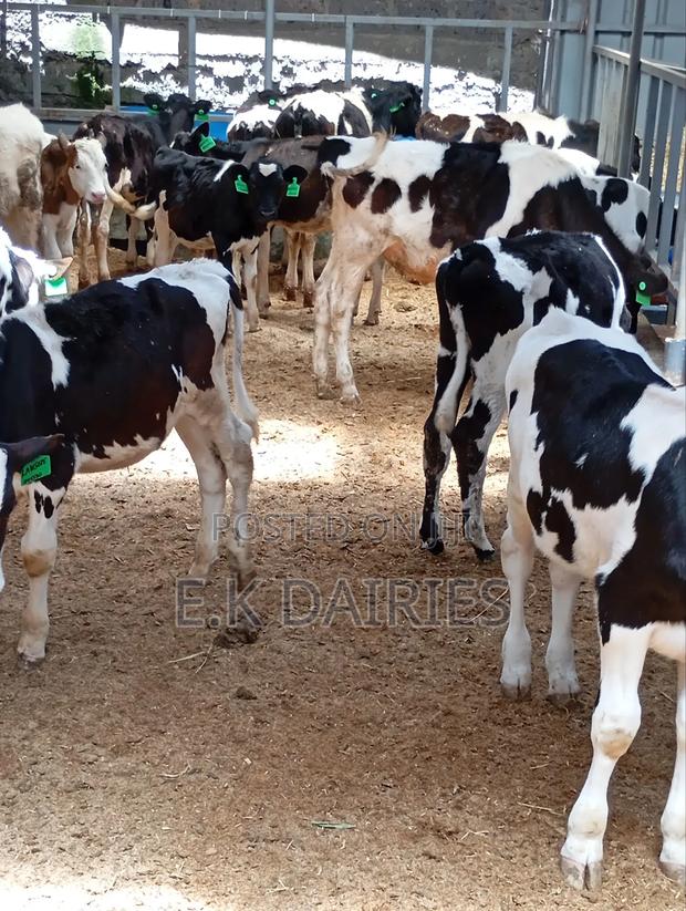 Perdigree Calves - main view