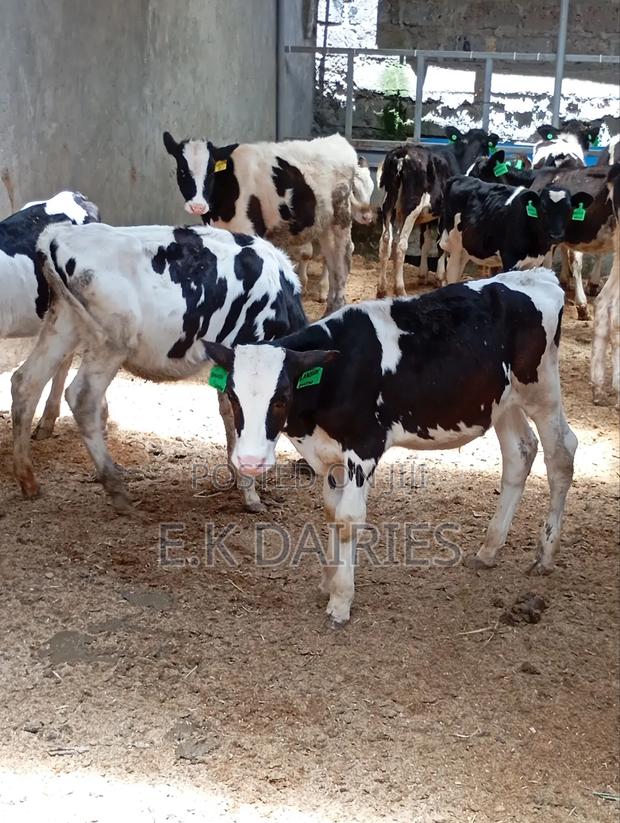 Perdigree Calves - thumbnail 3