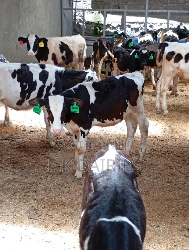 Perdigree Calves - thumbnail 4