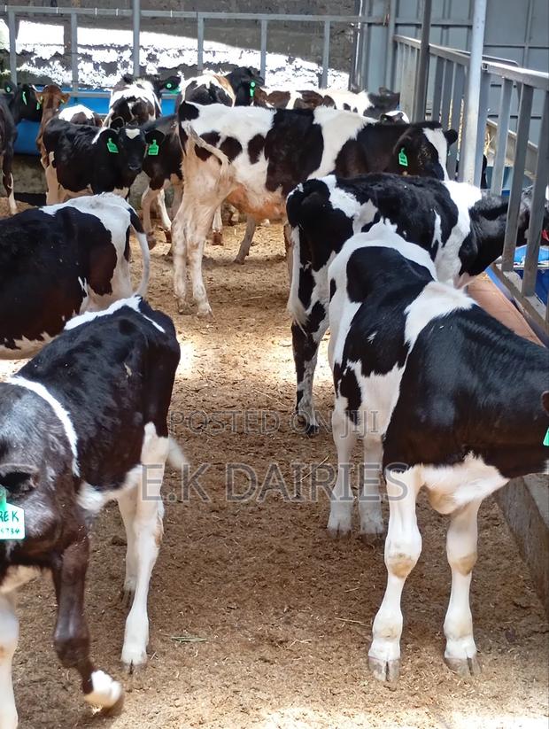 Perdigree Calves - thumbnail 5