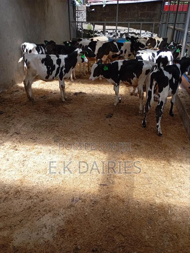 Perdigree Calves - thumbnail 6