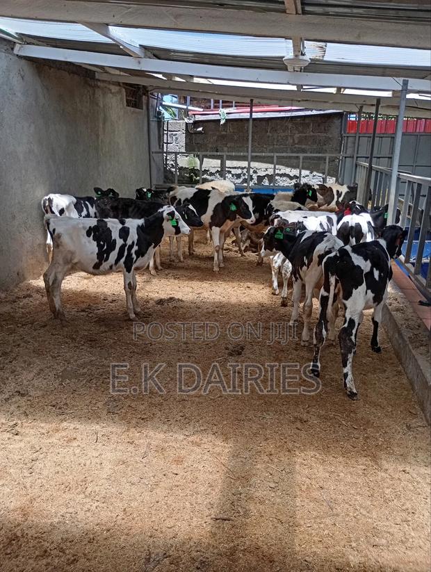 Perdigree Calves - thumbnail 7