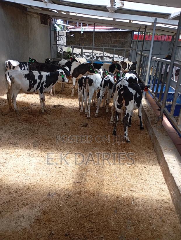 Perdigree Calves - thumbnail 8