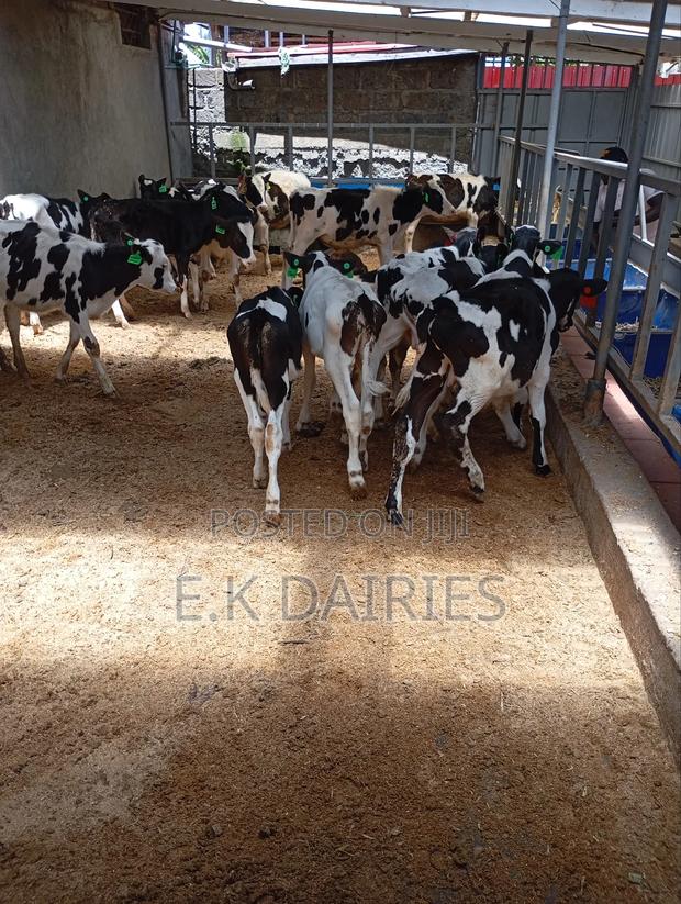 Perdigree Calves - thumbnail 9