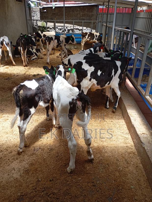 Perdigree Calves - thumbnail 10