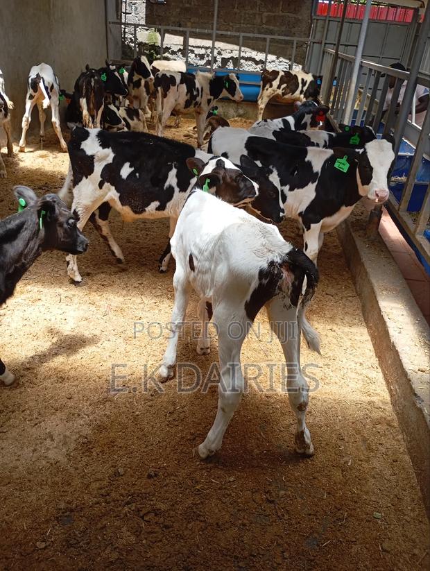 Perdigree Calves - thumbnail 11