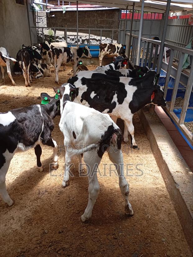 Perdigree Calves - thumbnail 12