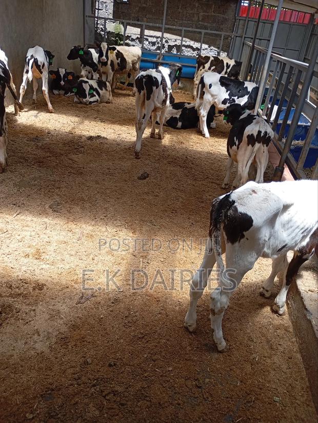 Perdigree Calves - thumbnail 13