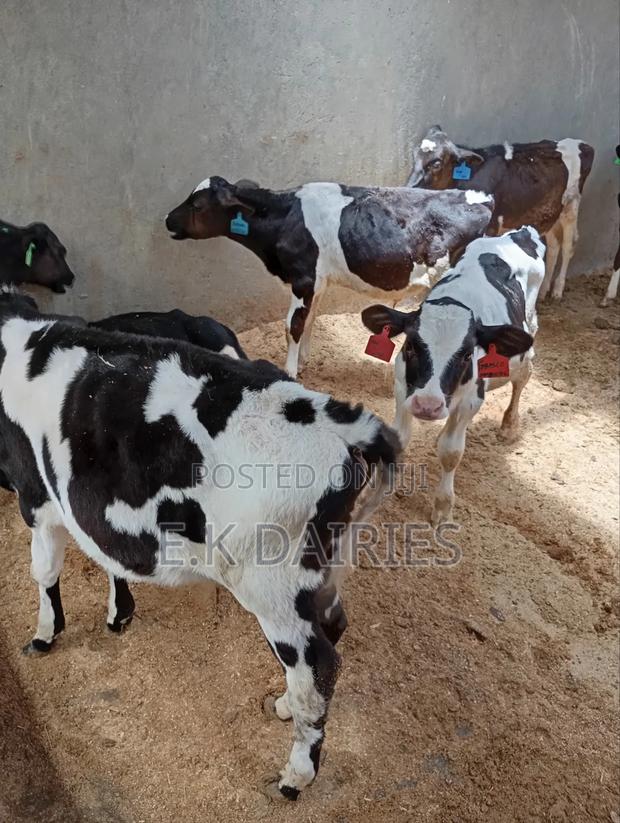 Perdigree Calves - thumbnail 14