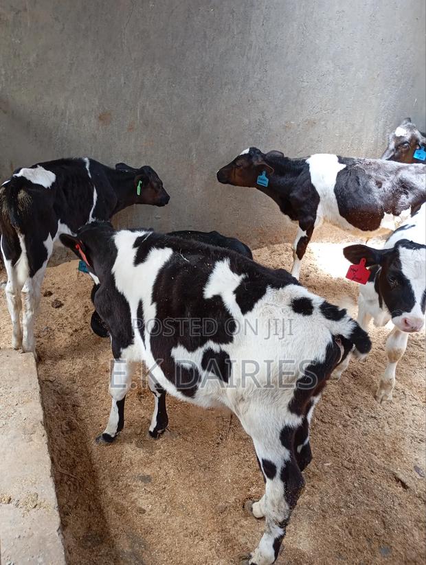 Perdigree Calves - thumbnail 15