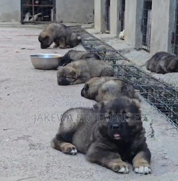 1-3 months Male Purebred Caucasian Shepherd