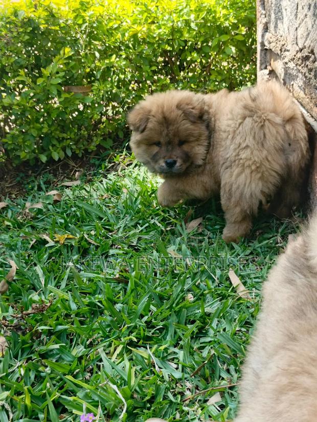 1-3 months Male Purebred Chow Chow
