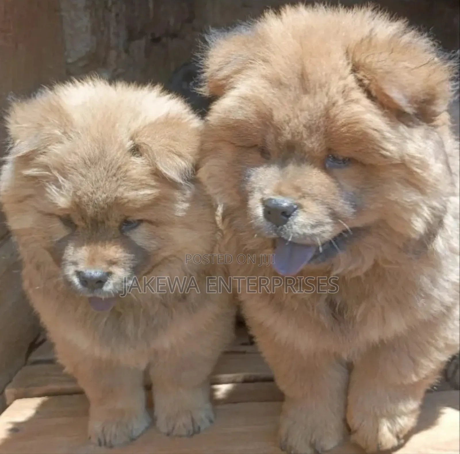 1-3 months Male Purebred Chow Chow