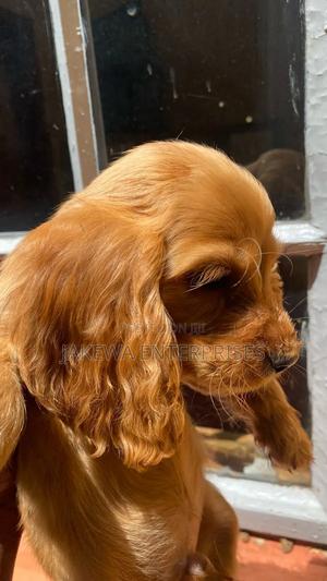 1-3 months Male Purebred Cocker Spaniel - main view