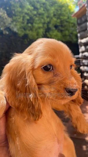 1-3 months Female Purebred Cocker Spaniel - thumbnail 2