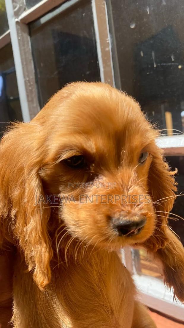 1-3 months Female Purebred Cocker Spaniel - main view