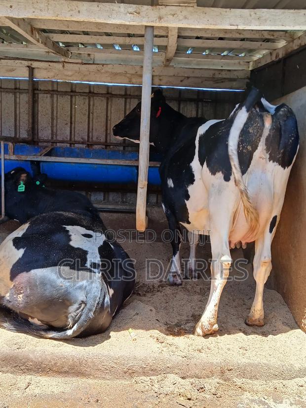 Giant Pedigree Freshian - main view