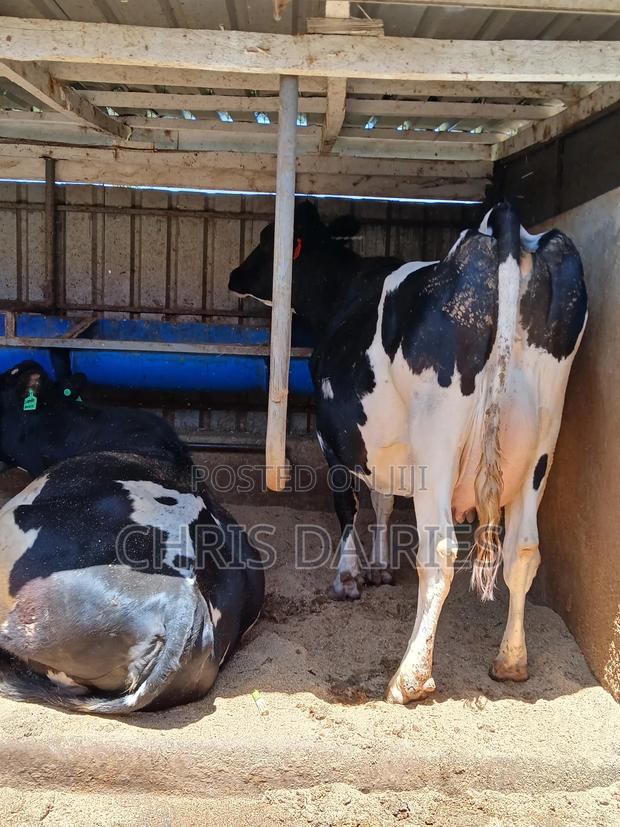 Giant Pedigree Freshian - thumbnail 2