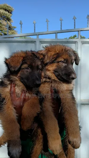 1-3 months Female Purebred German Shepherd