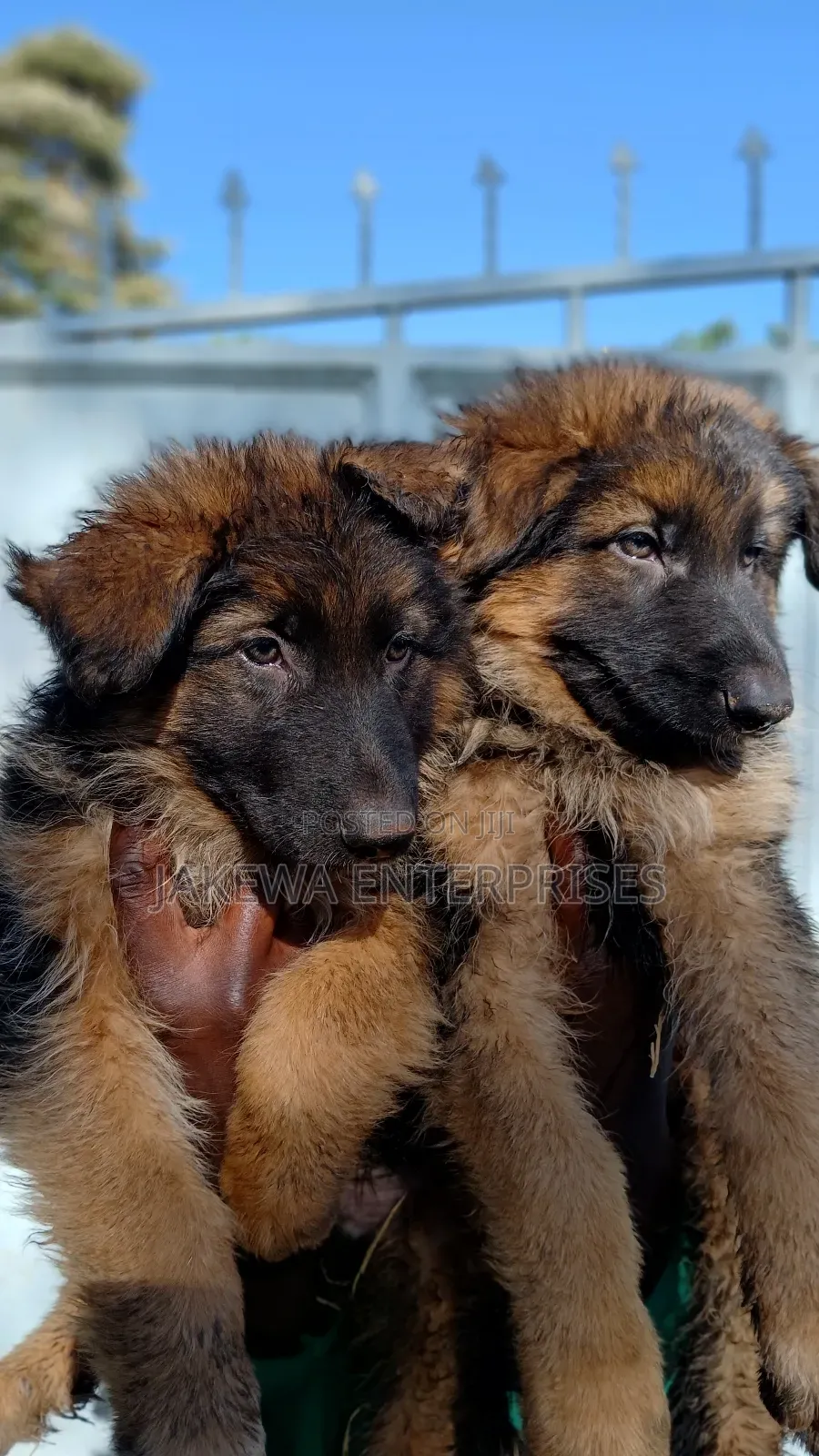 1-3 months Male Purebred German Shepherd