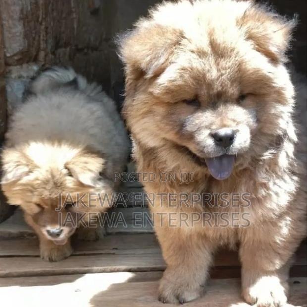 1-3 months Female Purebred Chow Chow