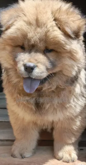 3-6 months Male Purebred Chow Chow