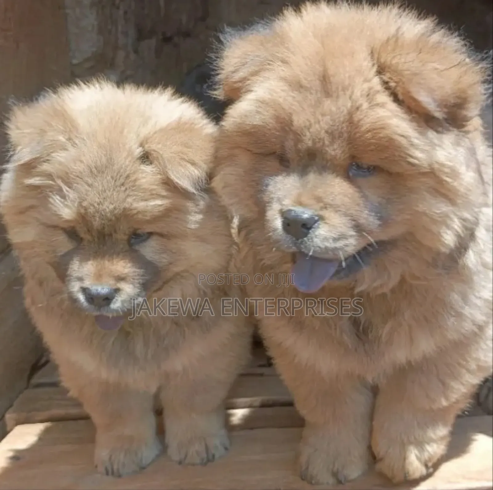 3-6 months Female Purebred Chow Chow