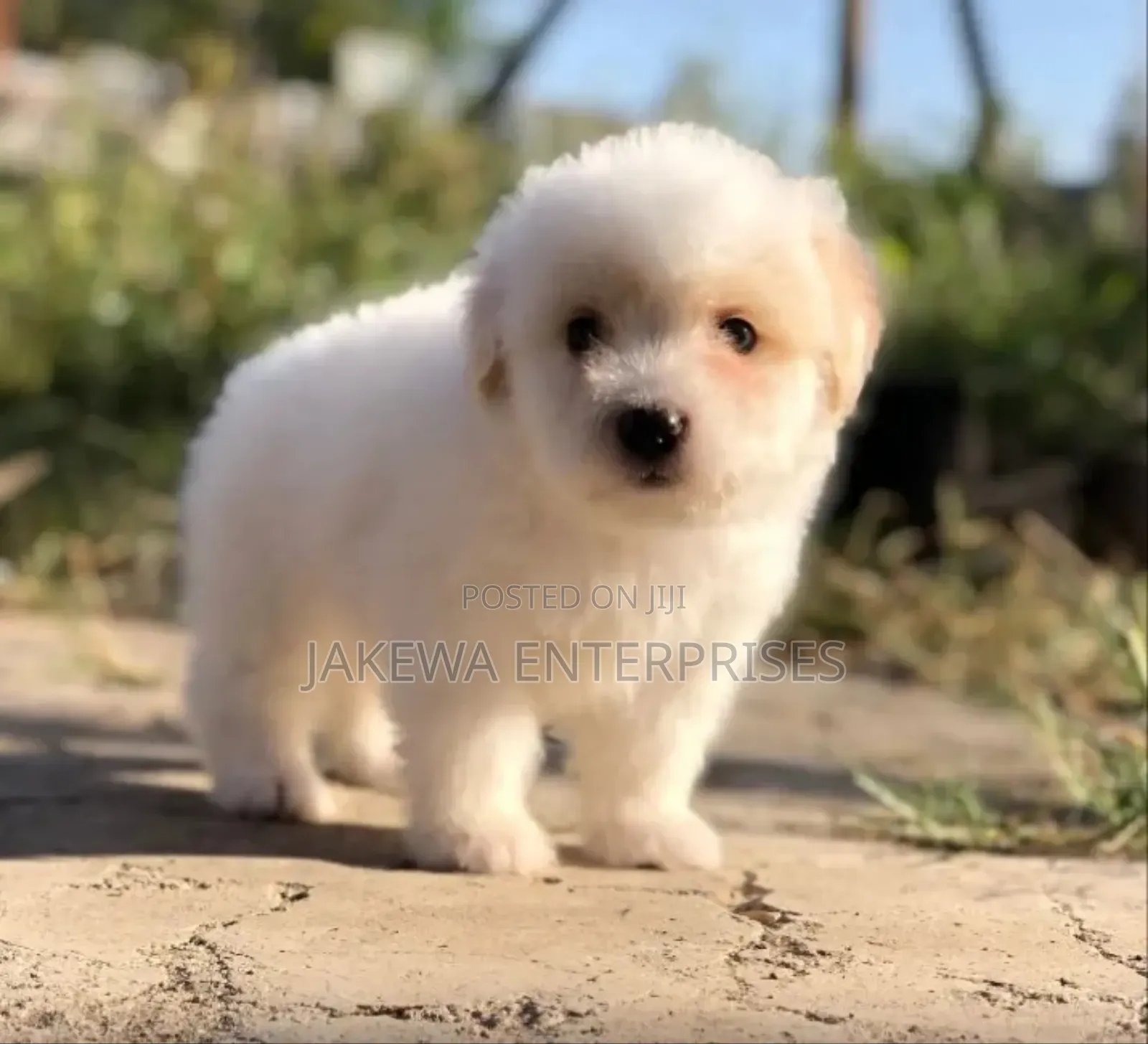 1-3 months Female Purebred Havanese