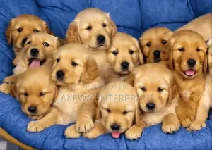 1-3 months Male Purebred Golden Retriever