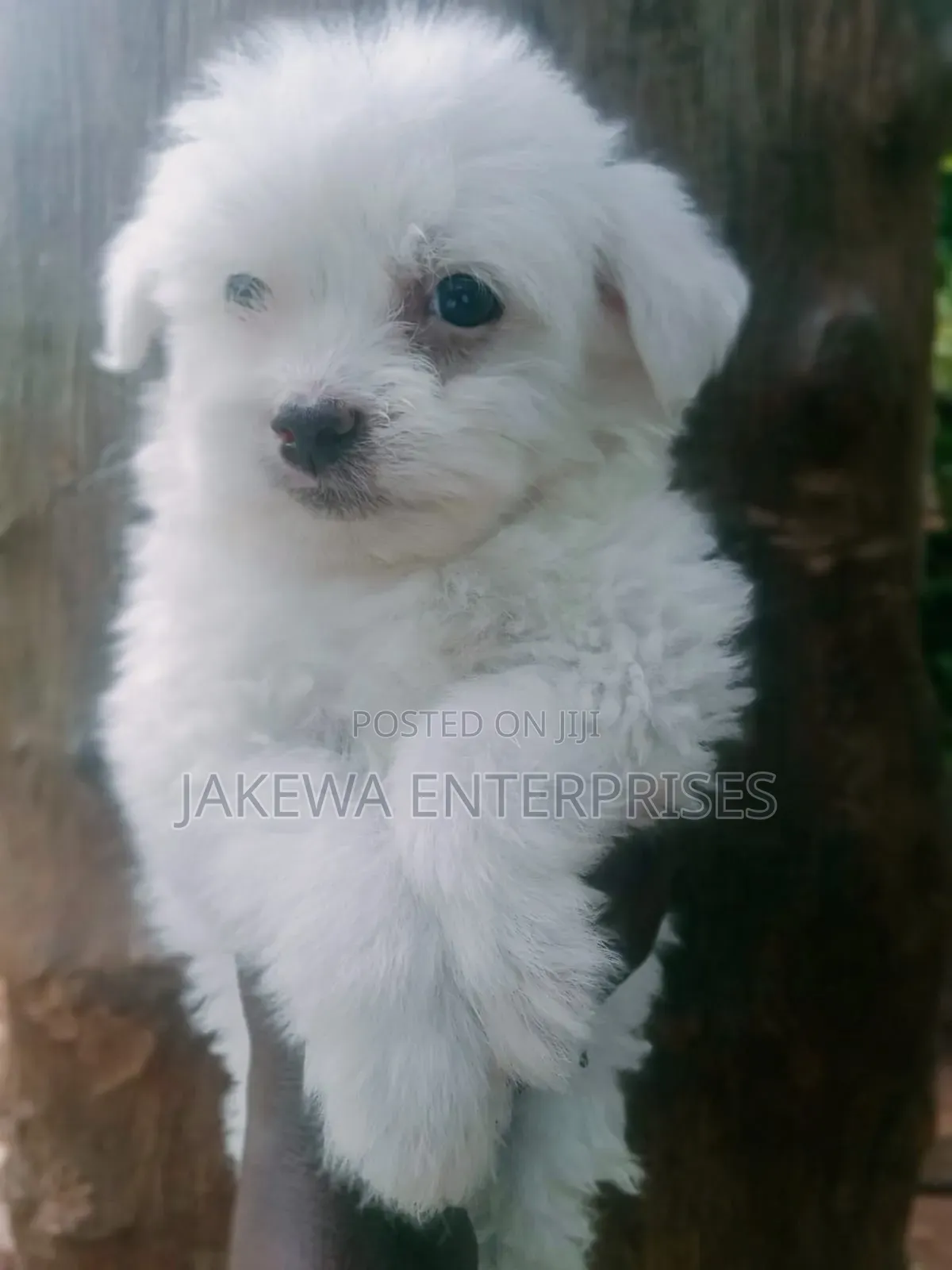 1-3 months Male Purebred Havanese