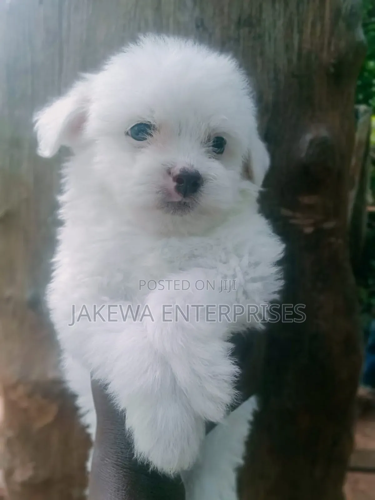 1-3 months Male Purebred Havanese