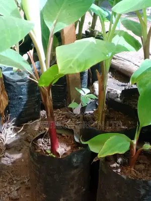 Purple Banana Seedlings