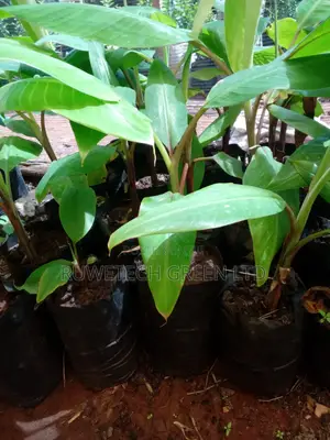 Purple Banana Seedlings