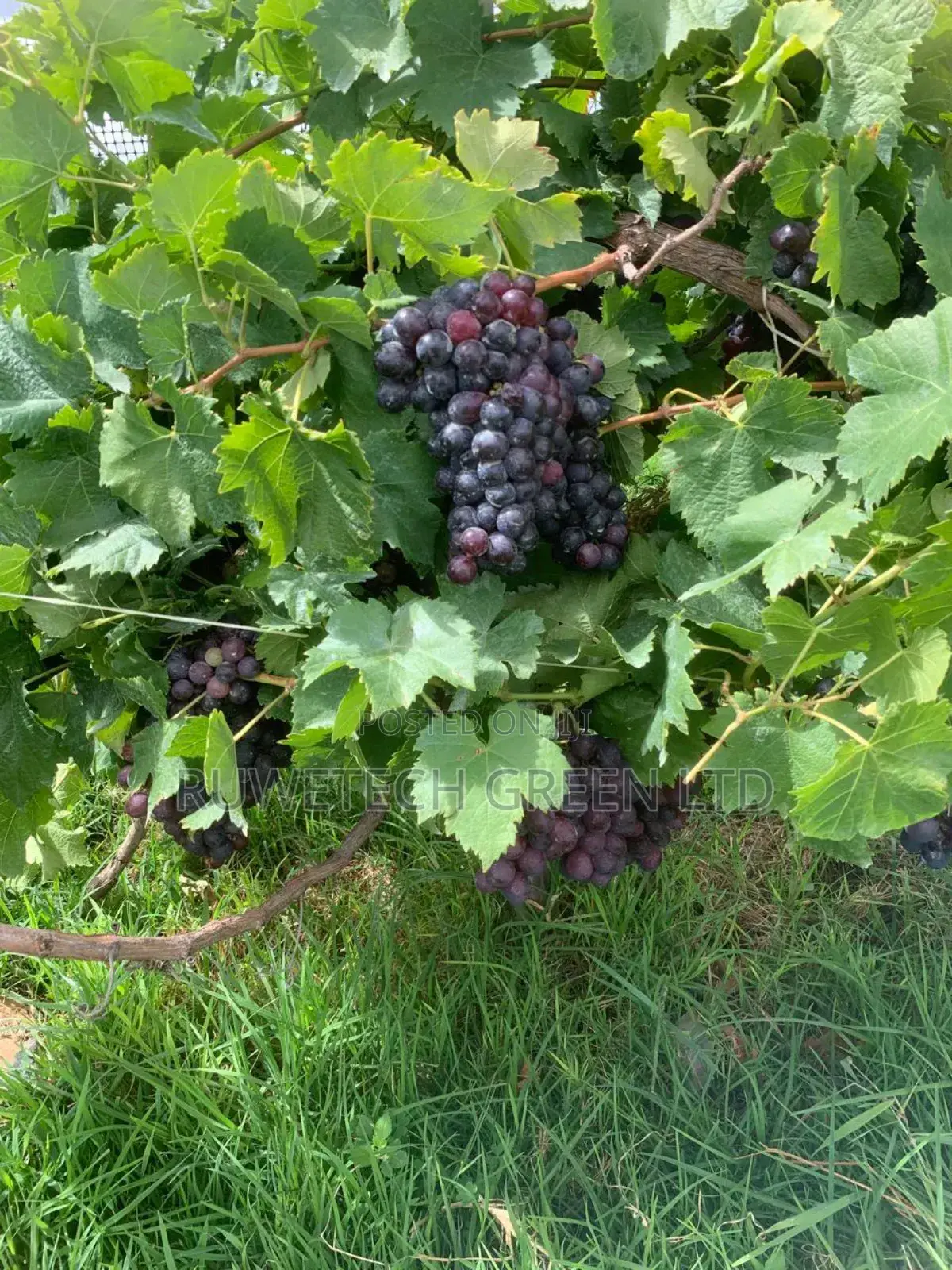 Red Seedless Grapes