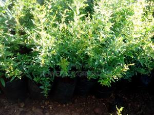 Wonderful Pomegranate - main view