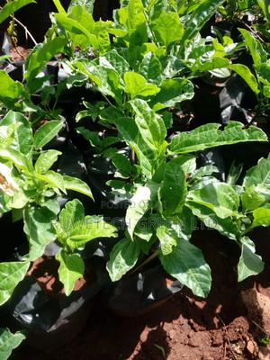 Sweet Yellow Passion - main view