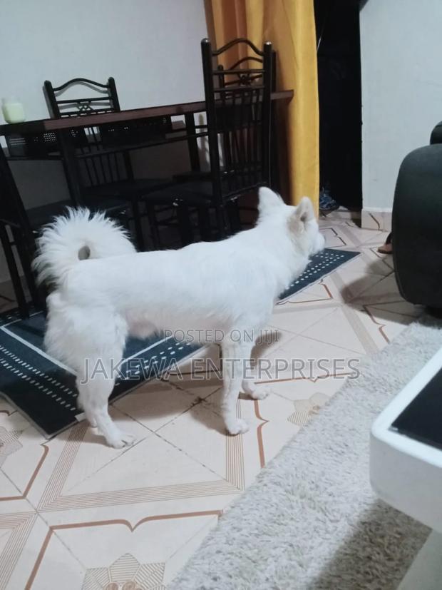 1+ year Male Purebred Japanese Spitz - main view