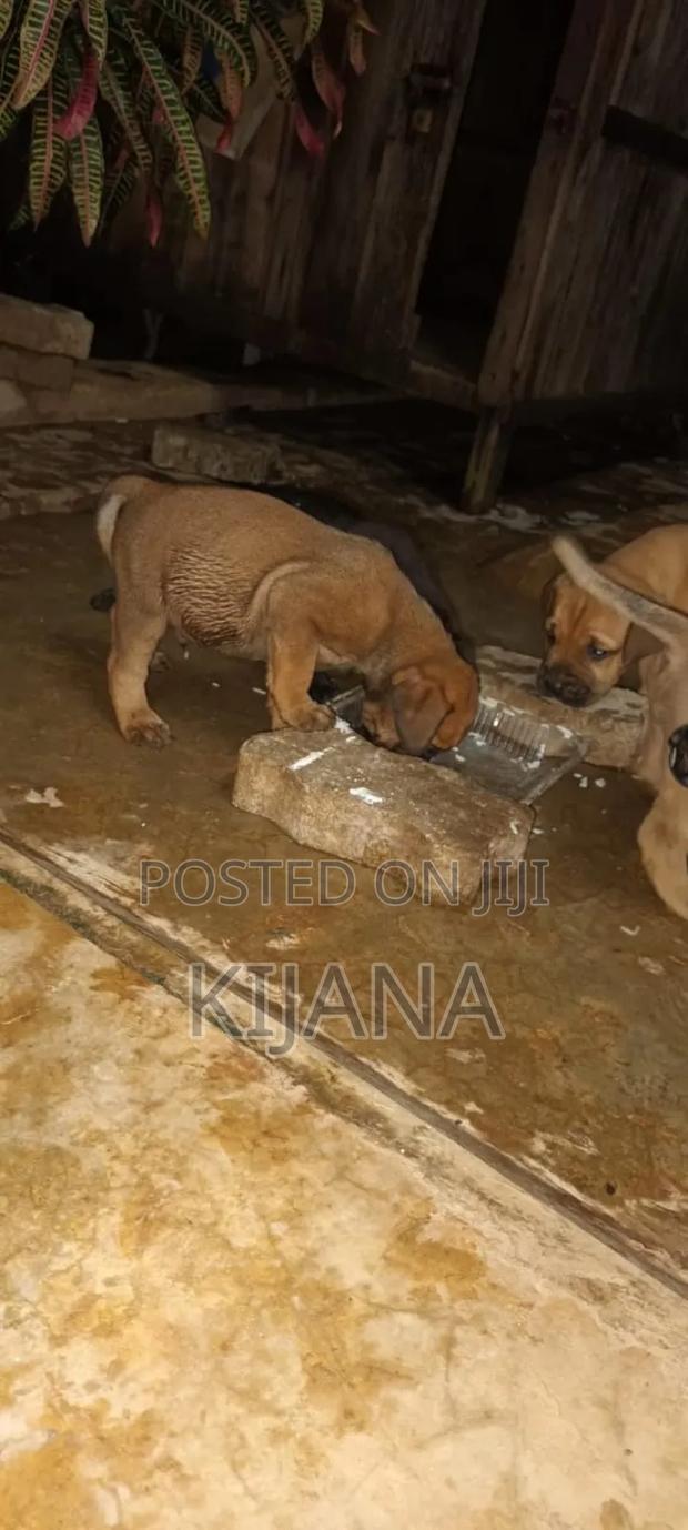 1-3 months Male Purebred Boerboel - thumbnail 5