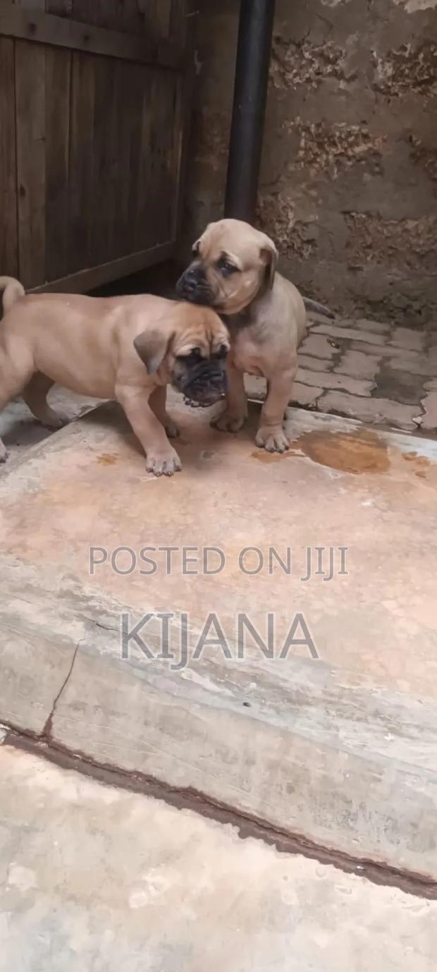 1-3 months Male Purebred Boerboel - thumbnail 6